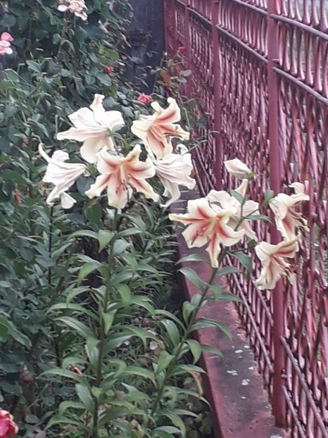 114580360 (2) - lavon