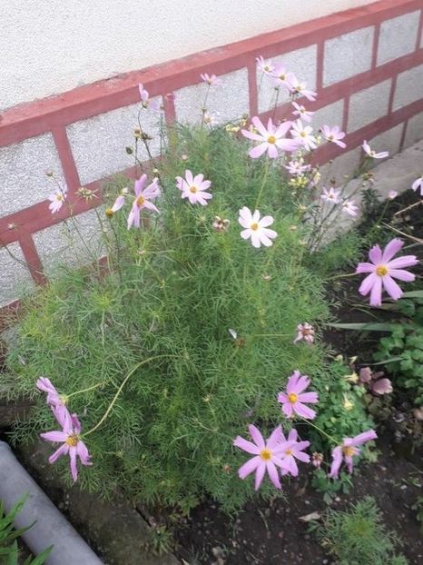 114580373 (2) - cosmos