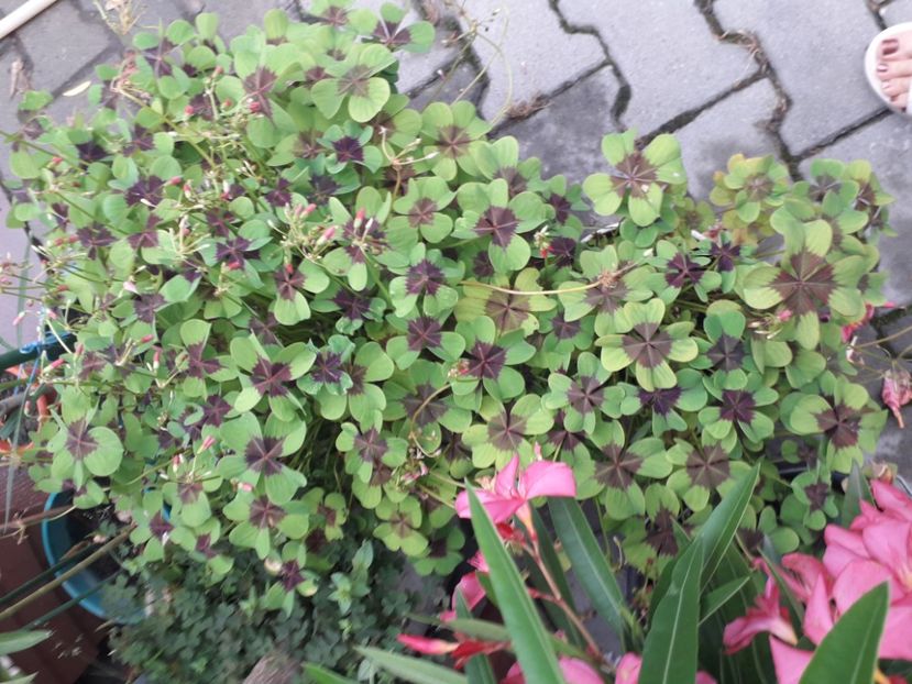 20210721_075323[1] - oxalis iron cross