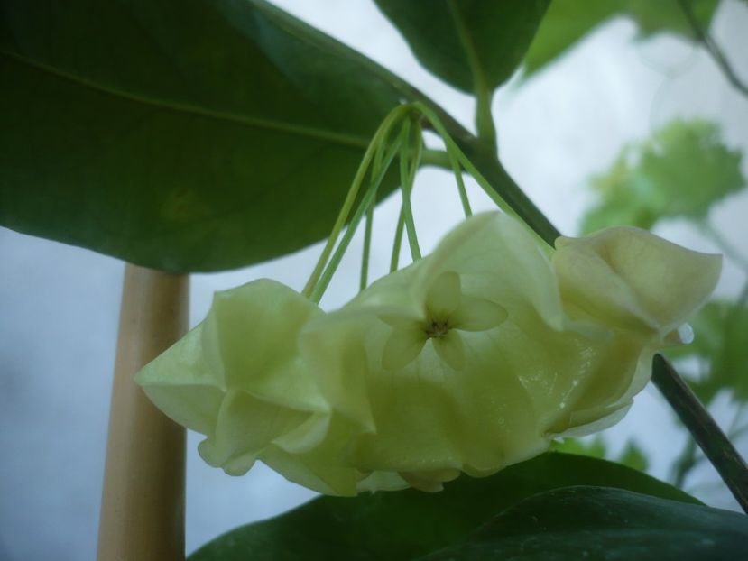 P1490930 - HOYA 2021-2