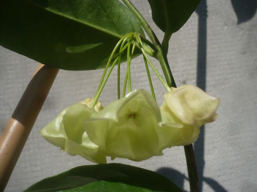 P1490931 - HOYA 2021-2