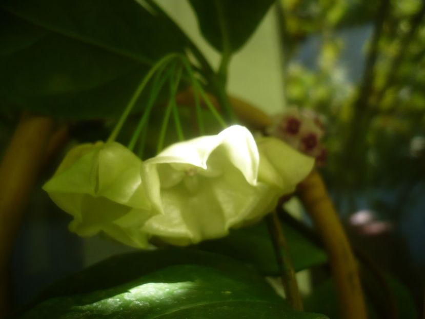 P1490933 - HOYA 2021-2