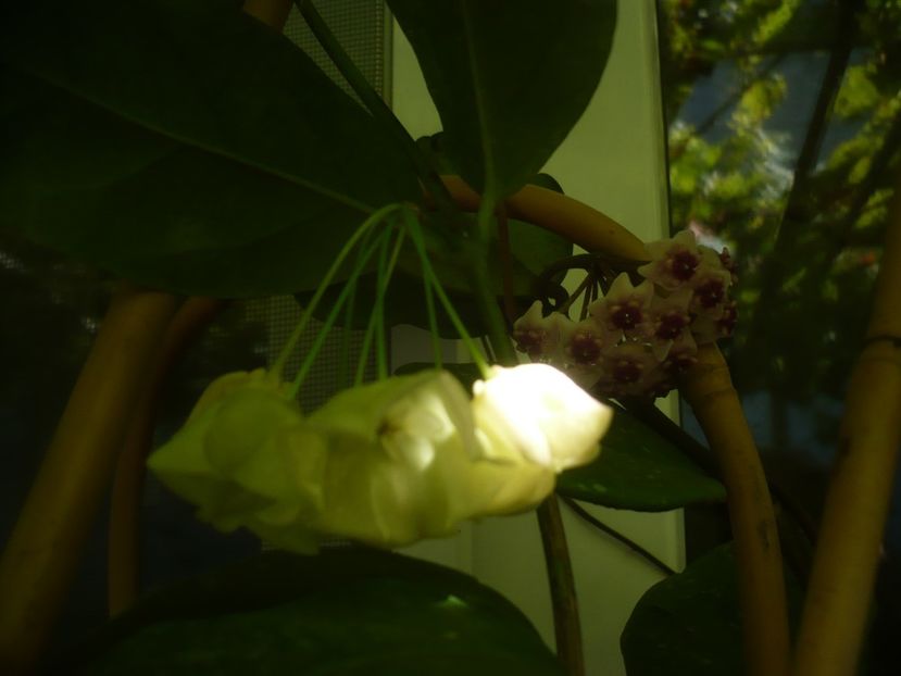 P1490934 - HOYA 2021-2