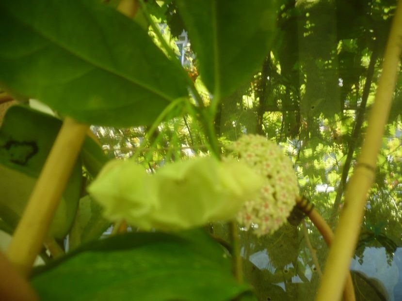 P1490935 - HOYA 2021-2