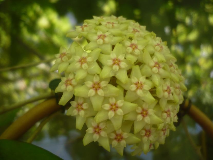 P1490926 - HOYA 2021-2
