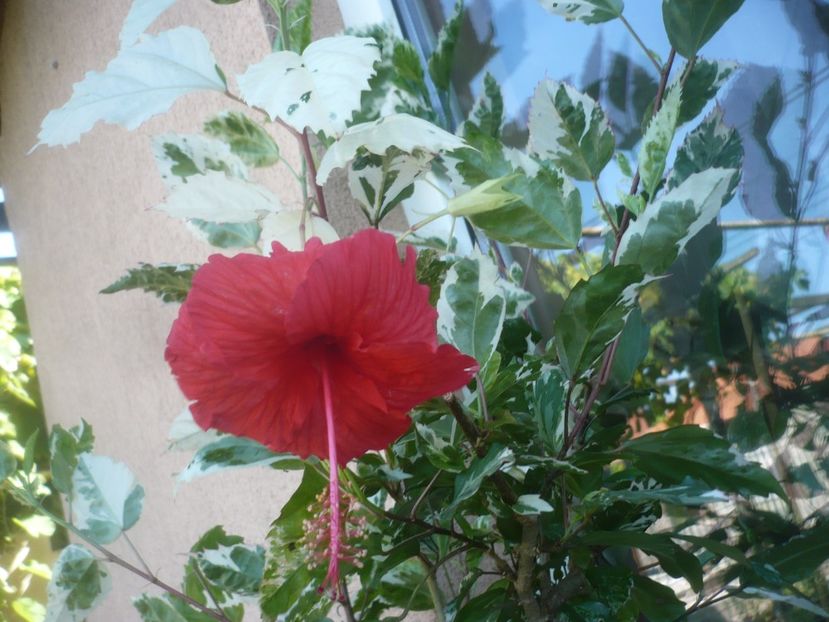 21.07.2021 - HIBISCUSI 2021-2
