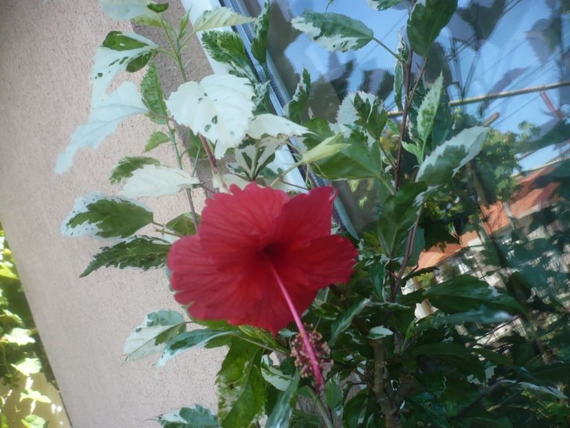 P1490937 - HIBISCUSI 2021-2