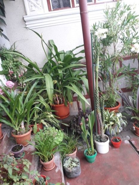 114580464 (2) - Flori in curte