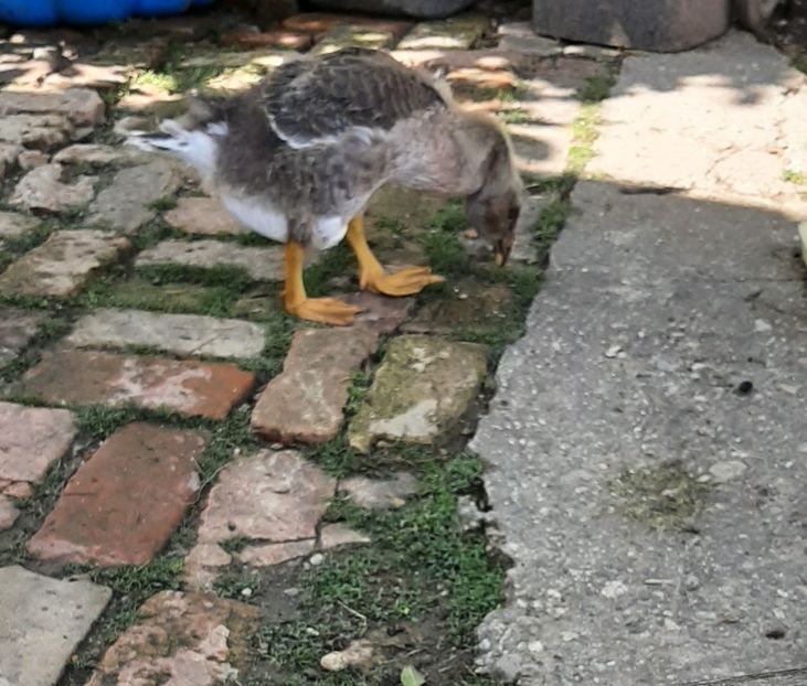  - Boboci gâsca 2021