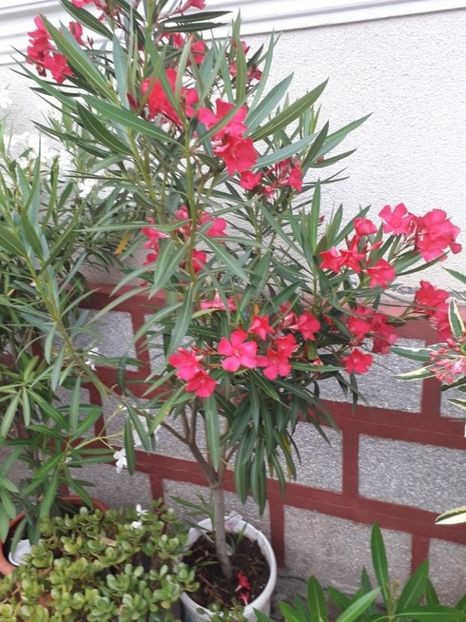 114580454 (2) - calypso 11