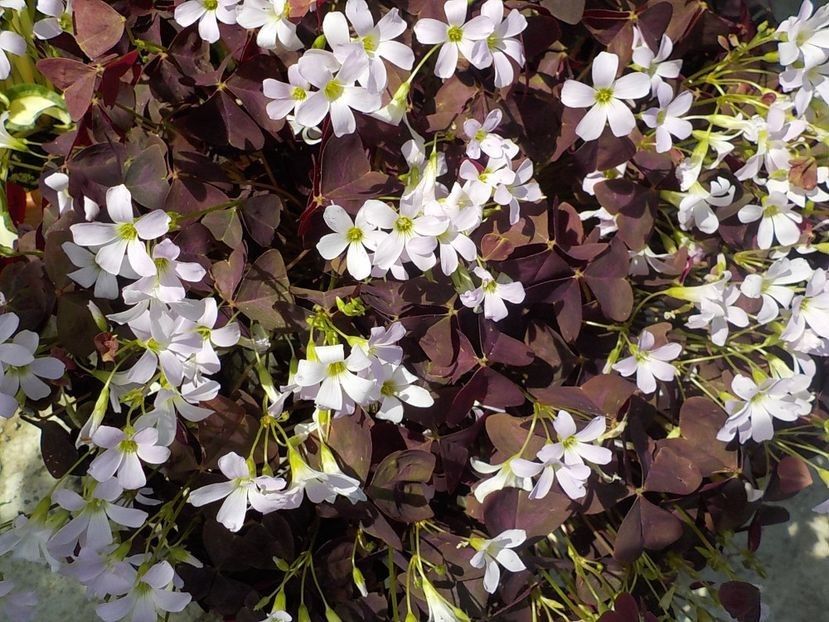  - Florile mele