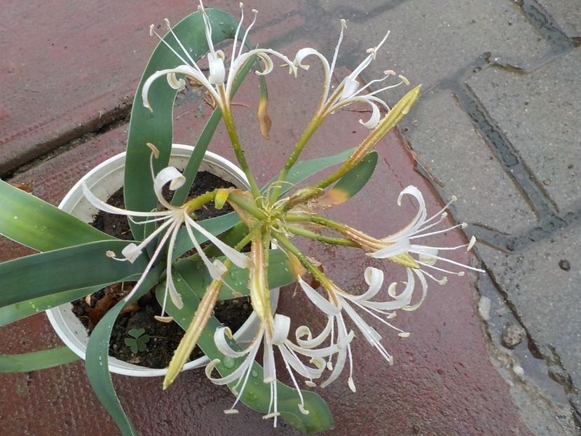  - Florile mele