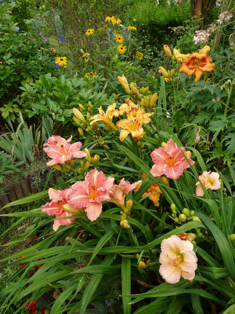  - Hemerocallis