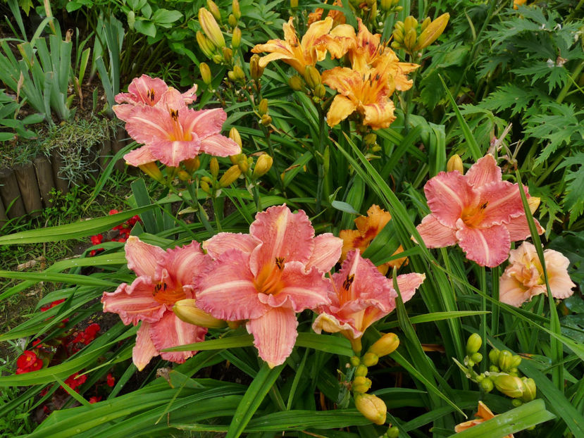  - Hemerocallis