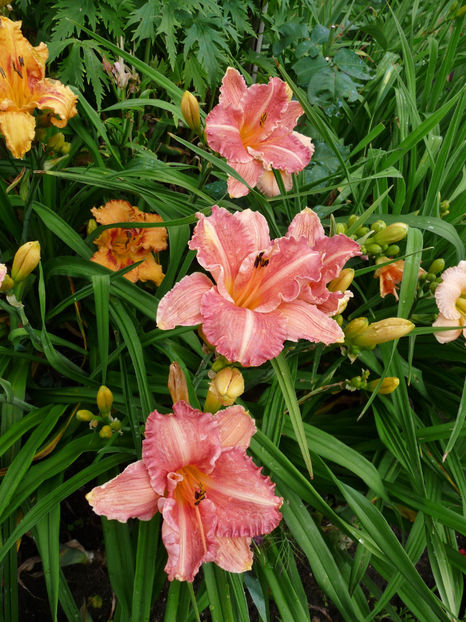  - Hemerocallis