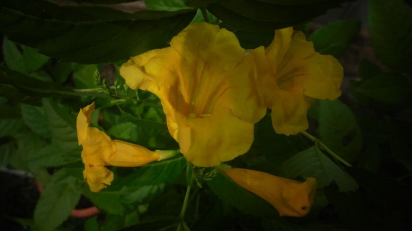 Tecoma stans - Sclipiri 2021