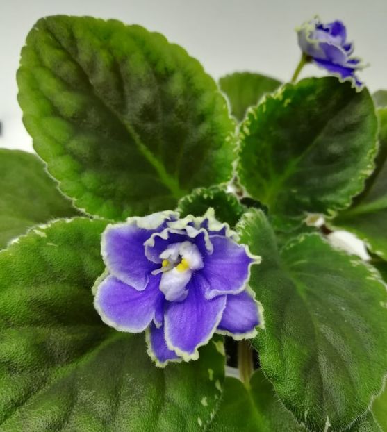 2021 - Sansoucy Coco