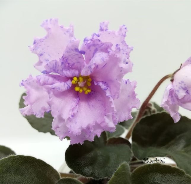 2021 - Lyon_s Magic Charms