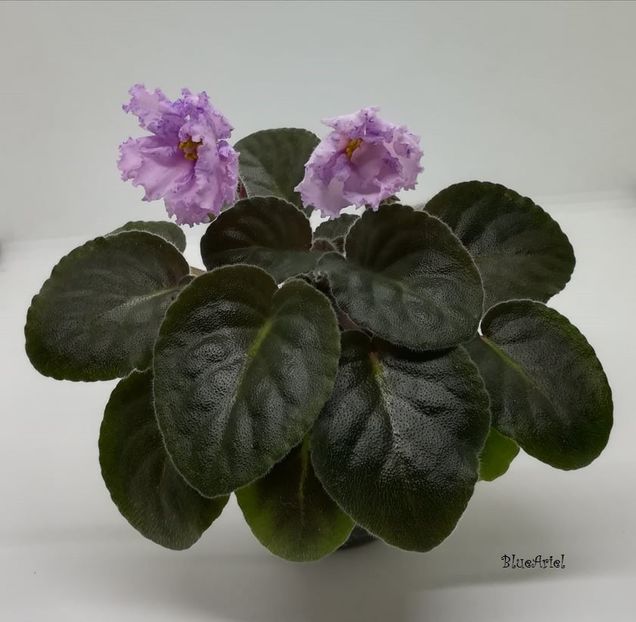  - Lyon_s Magic Charms