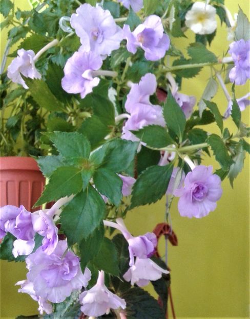 20210721_082805-1 - 0000 ACHIMENES