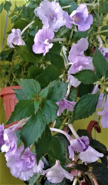 20210721_083123-4 - 0000 ACHIMENES