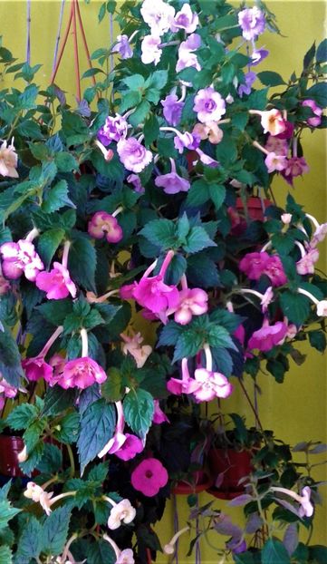 20210721_115447-5 - 0000 ACHIMENES