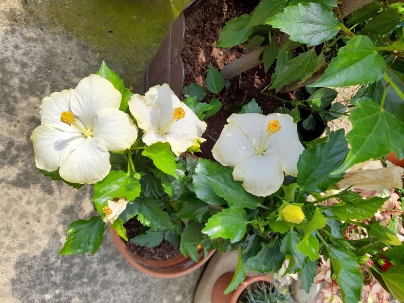  - Un nou inceput 2021