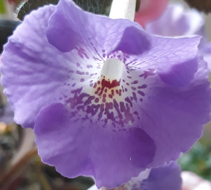  - R21 - BRID s SOMMERREGEN