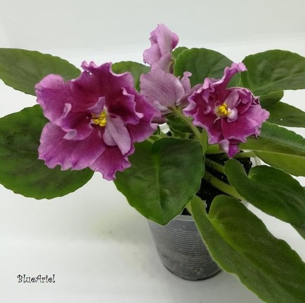  - Moroznaia Vishnia - Frosty Cherry