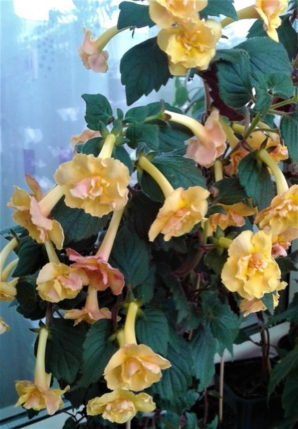  - colectia mea de achimenes 2021