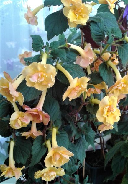  - colectia mea de achimenes 2021