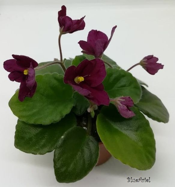 2021 - Mac_s Scalet O_Hara