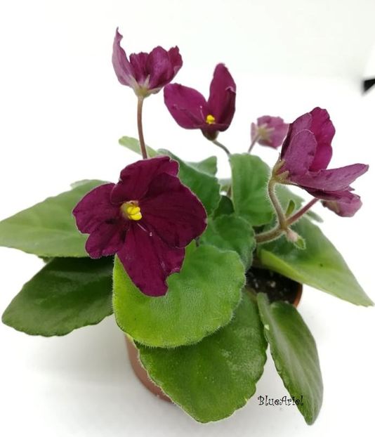  - Mac_s Scalet O_Hara