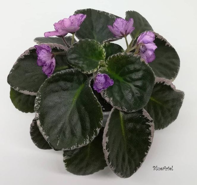 2021 - Buckeye Evermore Freckles