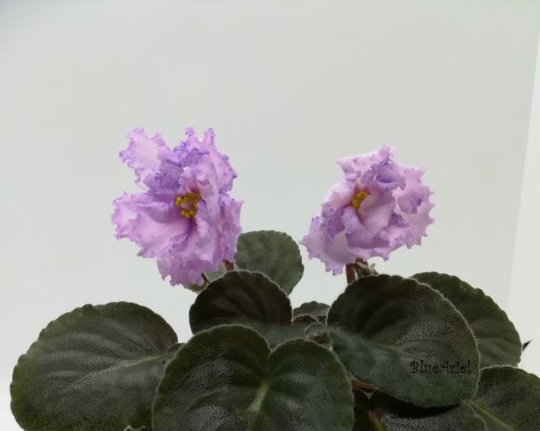  - Lyon s Magic Charms