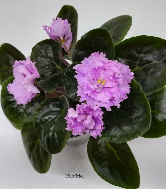 2021 - LE-Fuksievoe Kruzhevo