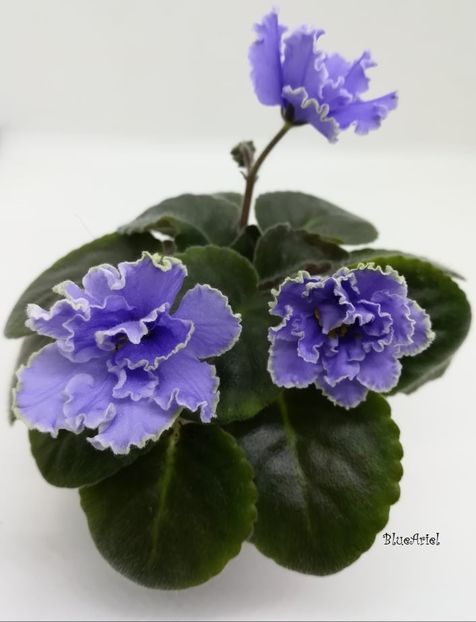 2021 - Ruffled Skies