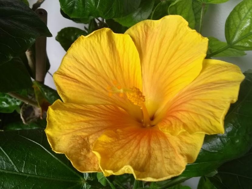 7 - Hibiscus din seminte 2020-2021
