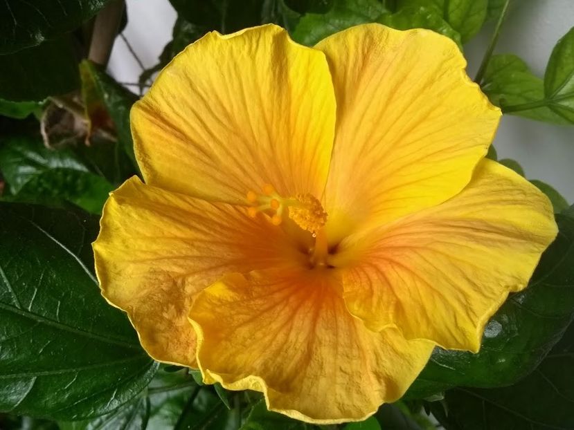  - Hibiscus din seminte 2020-2021