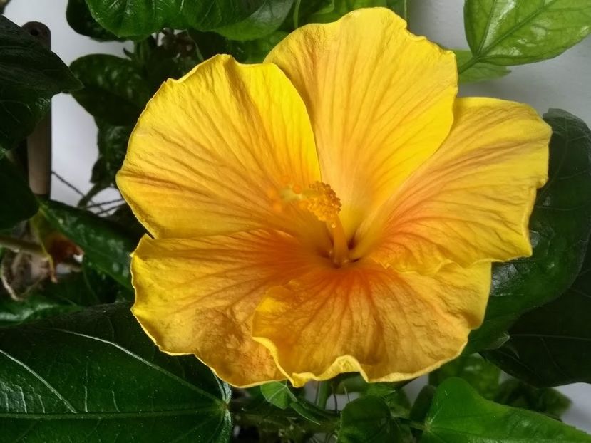  - Hibiscus din seminte 2020-2021