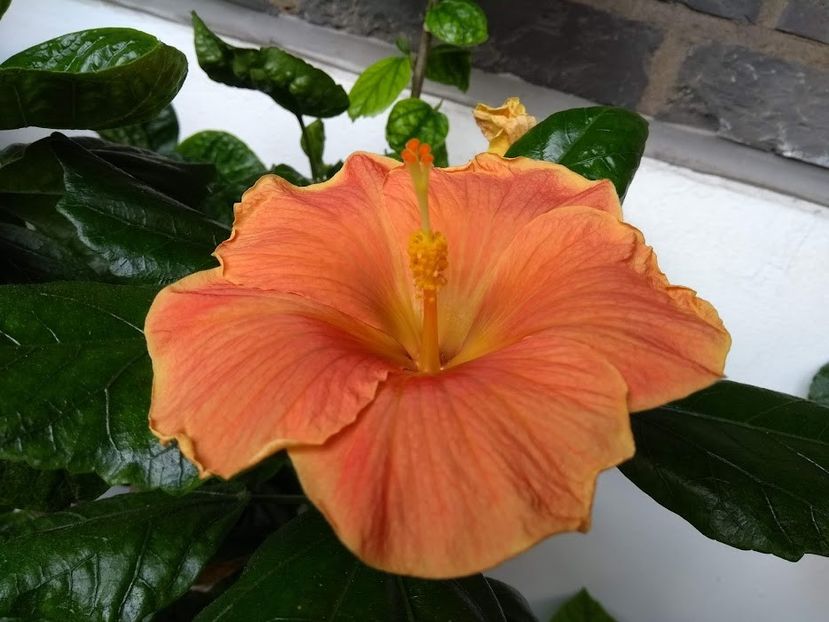 7 - Hibiscus din seminte 2020-2021