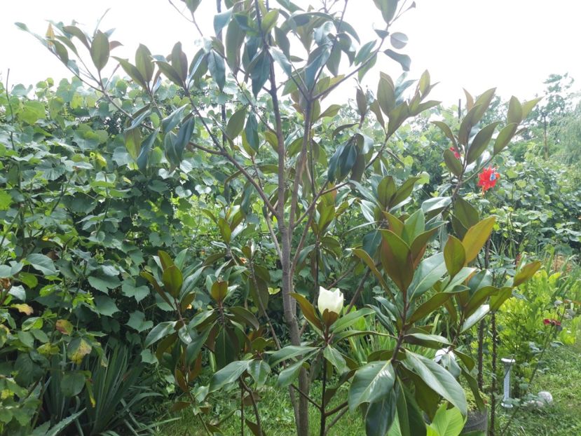  - Magnolia grandiflora gallisoniensis