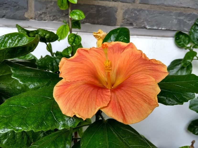  - Hibiscus din seminte 2020-2021