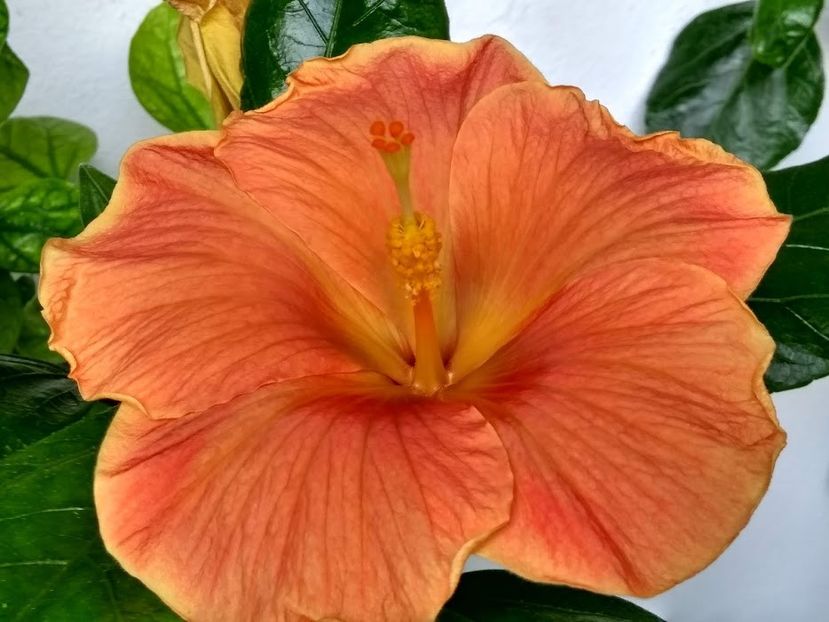  - Hibiscus din seminte 2020-2021