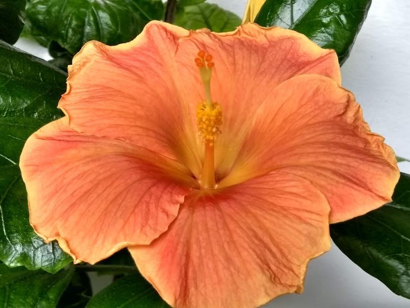  - Hibiscus din seminte 2020-2021