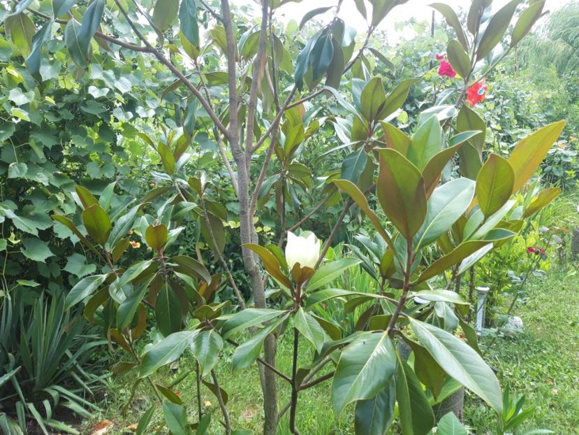  - Magnolia grandiflora gallisoniensis
