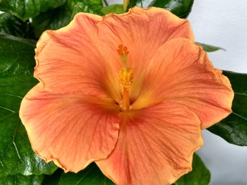  - Hibiscus din seminte 2020-2021