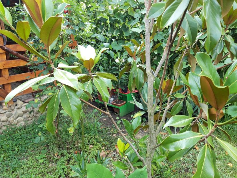  - Magnolia grandiflora gallisoniensis