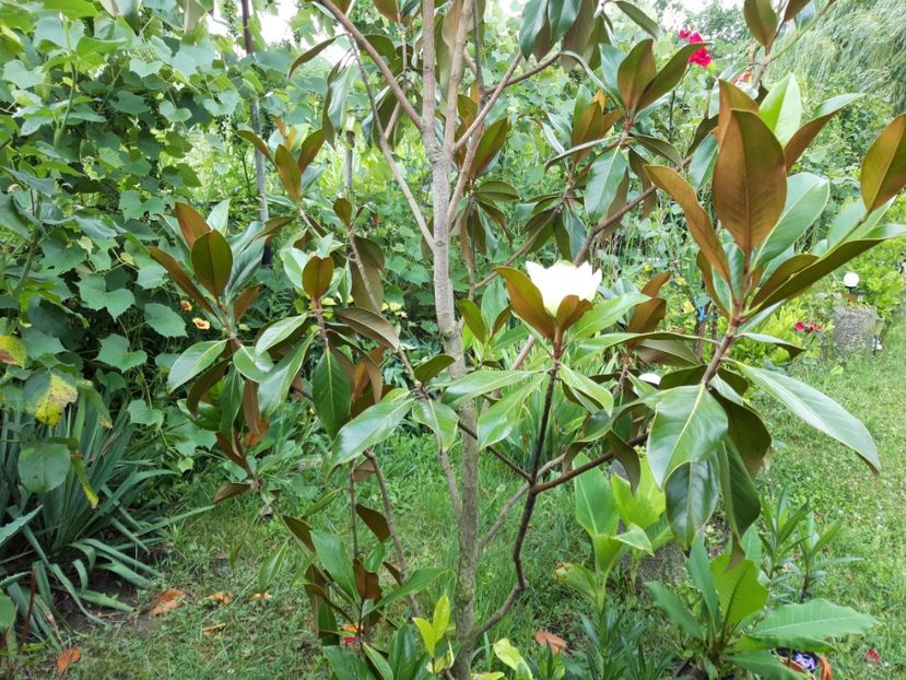  - Magnolia grandiflora gallisoniensis