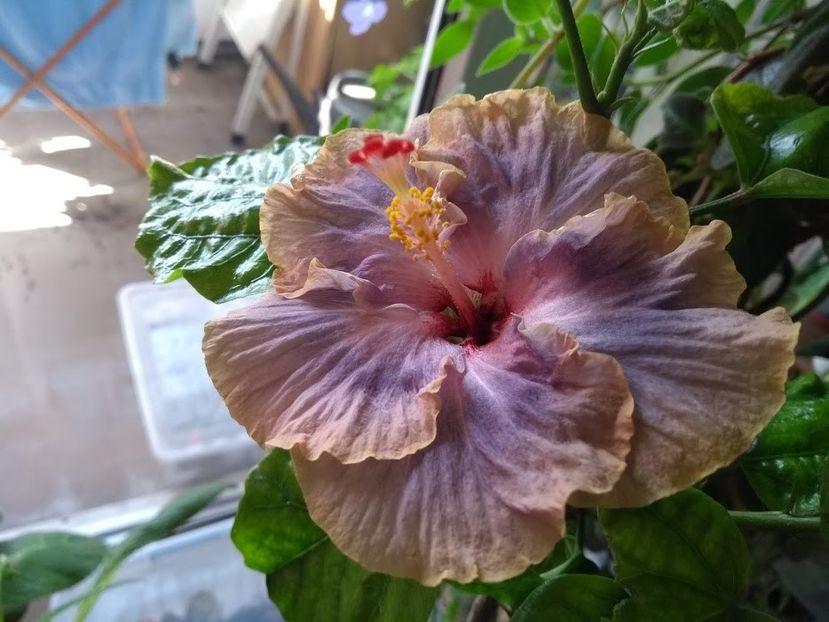 8 - Hibiscus din seminte 2020-2021